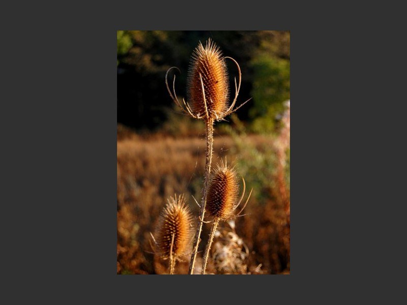 teasel